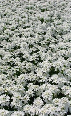 Snowflake Candy Tuft - 1 Gallon Pot -Garden Plant Shop iberis sempervirens snowflake candytuft 3