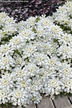 Snowsation Candytuft - 1 Gallon Pot -Garden Plant Shop iberis snowsation candytuft 2