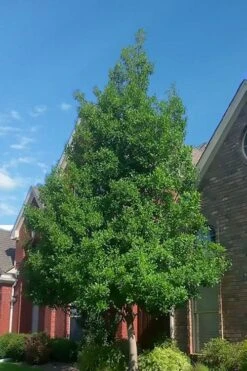 Savannah Holly - 7 Gallon Pot -Garden Plant Shop ilex attentuata savannah holly 3