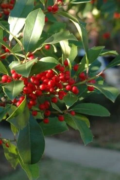 Savannah Holly - 7 Gallon Pot -Garden Plant Shop ilex attenuata savannah holly 6