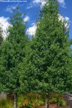 Savannah Holly - 7 Gallon Pot -Garden Plant Shop ilex attenuata savannah holly 7
