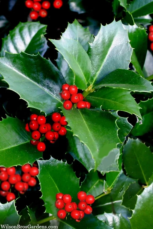 Emily Bruner Pyramidal Holly - 7 Gallon Pot (3-4') 1 Emily Bruner Pyramidal Holly - 7 Gallon Pot (3-4')