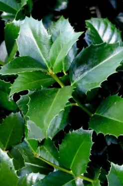 Emily Bruner Pyramidal Holly - 3 Gallon Pot 14 Emily Bruner Pyramidal Holly - 3 Gallon Pot -Garden Plant Shop ilex emily bruner holly tree 103