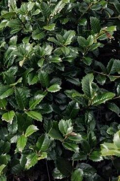 Emily Bruner Pyramidal Holly - 7 Gallon Pot (3-4') 12 Emily Bruner Pyramidal Holly - 7 Gallon Pot (3-4') -Garden Plant Shop ilex emily bruner holly tree 104 1