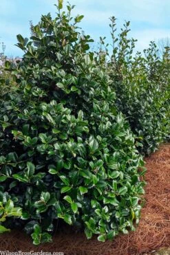Emily Bruner Pyramidal Holly - 7 Gallon Pot (4-5') 11 Emily Bruner Pyramidal Holly - 7 Gallon Pot (4-5') -Garden Plant Shop ilex emily bruner holly tree 105 2