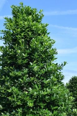 Nellie R. Stevens Holly - 6 Pack Of 1 Gallon Pots -Garden Plant Shop ilex nellie r stephens holly tree 1 1