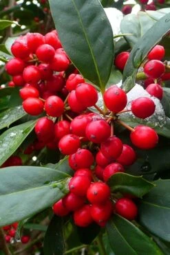 Nellie R. Stevens Holly - 1 Gallon Pot -Garden Plant Shop ilex nellie r stevens holly tree berries 11 2