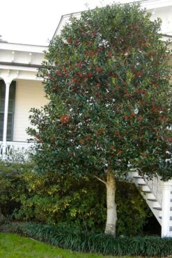 Nellie R. Stevens Holly - 6 Pack Of 1 Gallon Pots -Garden Plant Shop ilex nellie r stevens holly tree berries tree 12 1