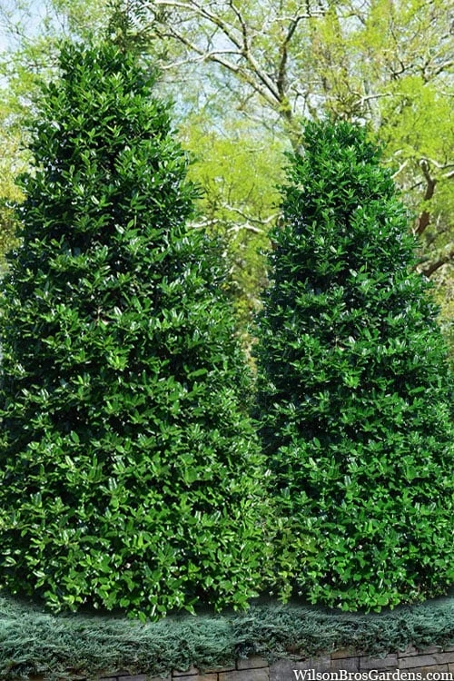 Nellie R. Stevens Holly - 7 Gallon Pot (5-6') 1 Nellie R. Stevens Holly - 7 Gallon Pot (5-6')