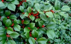 Maryland Spreader American Holly - 1 Gallon Pot -Garden Plant Shop ilex opaca maryland dwarf spreader american holly 2