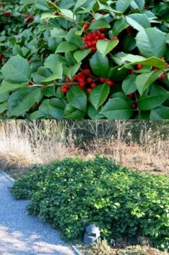 Maryland Spreader American Holly - 1 Gallon Pot -Garden Plant Shop ilex opaca maryland dwarf spreader american holly 4