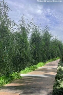 Weeping Yaupon Holly - Ilex Vomitoria 'Pendula' - 3 Gallon Pot -Garden Plant Shop ilex vomitoria pendula weeping yaupon holly berries 3 2