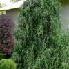 Weeping Yaupon Holly (Ilex Vomitoria 'Pendula') - 7 Gallon Pot (4-5')