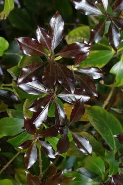 Purple Glaze Star Japanese Anise (Illicium Anisatum 'Muraski No Sato') - 3 Gallon Pot 19 Purple Glaze Star Japanese Anise (Illicium Anisatum 'Muraski No Sato') - 3 Gallon Pot -Garden Plant Shop illicium anisatum murasake no sato purple glaze 5