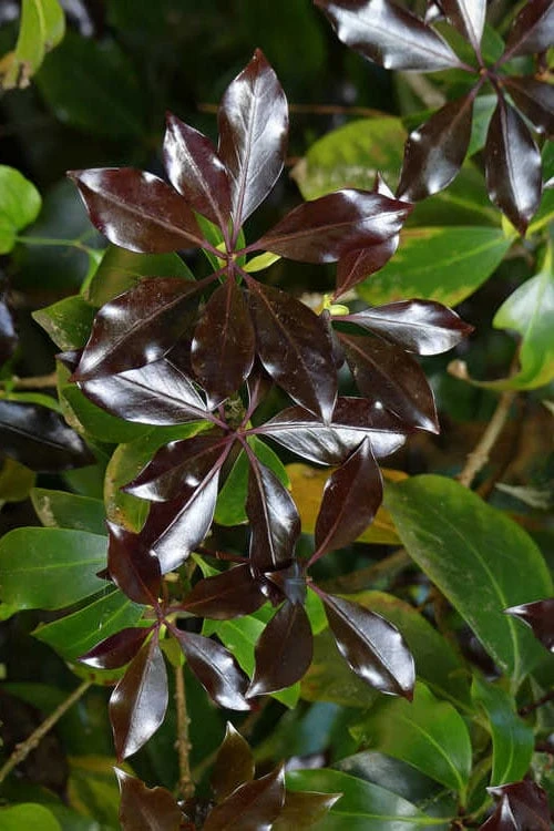 Purple Glaze Star Japanese Anise (Illicium Anisatum 'Muraski No Sato') - 3 Gallon Pot 10 Purple Glaze Star Japanese Anise (Illicium Anisatum 'Muraski No Sato') - 3 Gallon Pot - Image 10