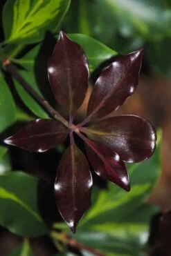 Purple Glaze Star Japanese Anise (Illicium Anisatum 'Muraski No Sato') - 3 Gallon Pot 18 Purple Glaze Star Japanese Anise (Illicium Anisatum 'Muraski No Sato') - 3 Gallon Pot -Garden Plant Shop illicium anisatum murasake no sato purple glaze 7
