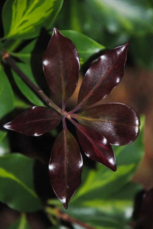 Purple Glaze Star Japanese Anise (Illicium Anisatum 'Muraski No Sato') - 3 Gallon Pot 9 Purple Glaze Star Japanese Anise (Illicium Anisatum 'Muraski No Sato') - 3 Gallon Pot - Image 9