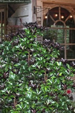 Purple Glaze Star Japanese Anise (Illicium Anisatum 'Muraski No Sato') - 3 Gallon Pot 13 Purple Glaze Star Japanese Anise (Illicium Anisatum 'Muraski No Sato') - 3 Gallon Pot -Garden Plant Shop illicium anisatum murasake no sato purple glaze 8