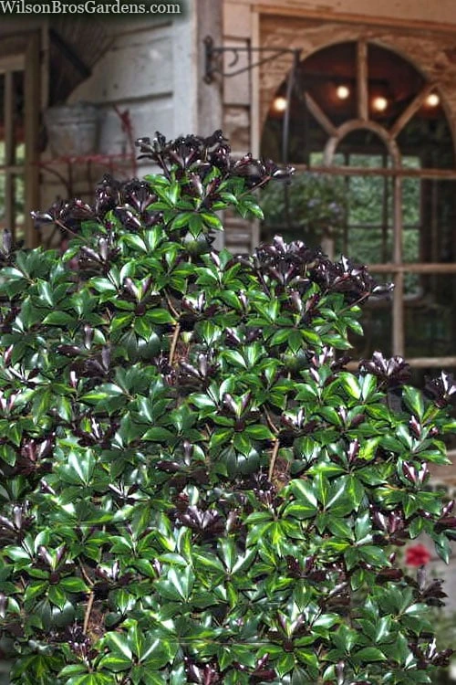 Purple Glaze Star Japanese Anise (Illicium Anisatum 'Muraski No Sato') - 3 Gallon Pot 4 Purple Glaze Star Japanese Anise (Illicium Anisatum 'Muraski No Sato') - 3 Gallon Pot - Image 4