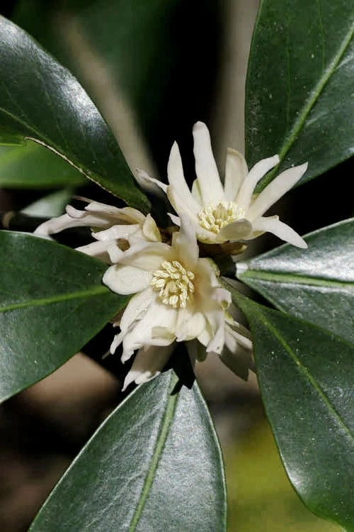 Purple Glaze Star Japanese Anise (Illicium Anisatum 'Muraski No Sato') - 3 Gallon Pot 6 Purple Glaze Star Japanese Anise (Illicium Anisatum 'Muraski No Sato') - 3 Gallon Pot - Image 6