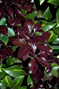Purple Glaze Star Japanese Anise (Illicium Anisatum 'Muraski No Sato') - 3 Gallon Pot 14 Purple Glaze Star Japanese Anise (Illicium Anisatum 'Muraski No Sato') - 3 Gallon Pot -Garden Plant Shop illicium anisatum purple glaze 3