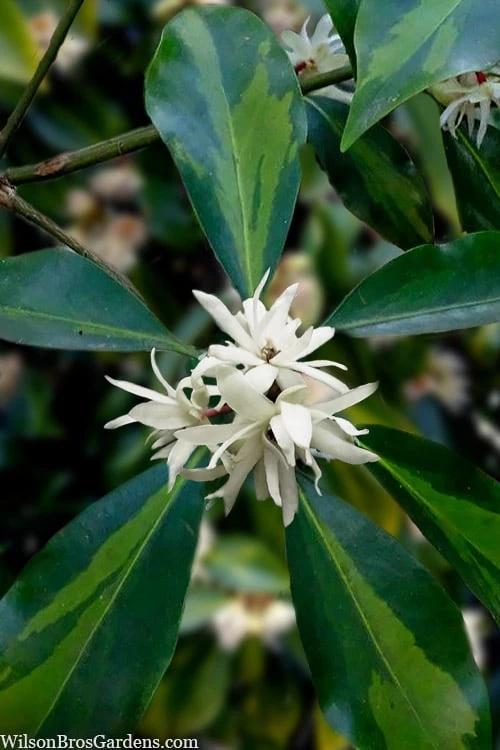 Purple Glaze Star Japanese Anise (Illicium Anisatum 'Muraski No Sato') - 3 Gallon Pot 7 Purple Glaze Star Japanese Anise (Illicium Anisatum 'Muraski No Sato') - 3 Gallon Pot - Image 7