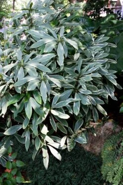 Grey Ghost Florida Anise - 3 Gallon Pot 9 Grey Ghost Florida Anise - 3 Gallon Pot -Garden Plant Shop illicium floridanum grey ghost anise 2