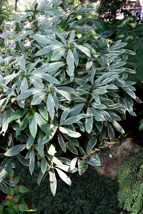 Grey Ghost Florida Anise - 3 Gallon Pot 5 Grey Ghost Florida Anise - 3 Gallon Pot - Image 5