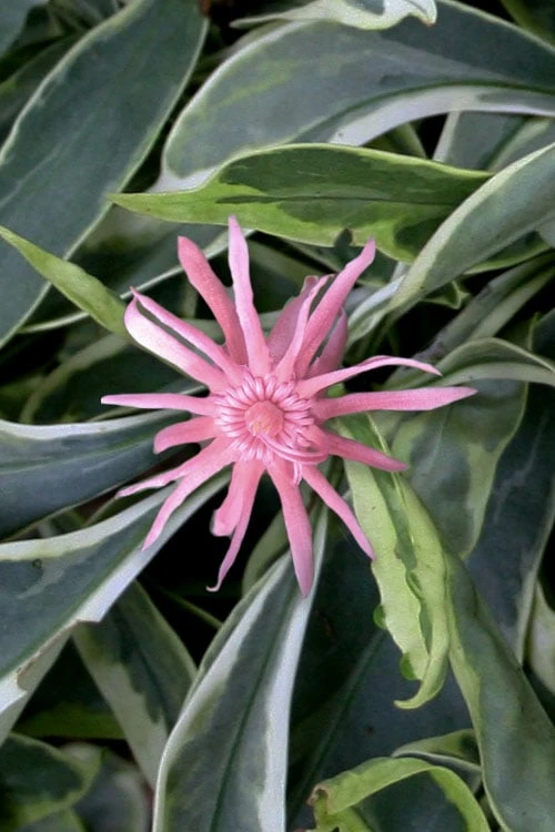 Grey Ghost Florida Anise - 3 Gallon Pot 1 Grey Ghost Florida Anise - 3 Gallon Pot