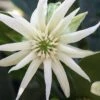 Orion Star Flower Anise (Illicium) - 1 Gallon Pot