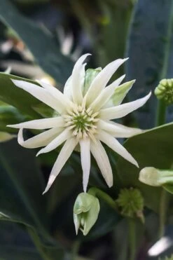 Orion Star Flower Anise (Illicium) - 1 Gallon Pot -Garden Plant Shop illicium star flower orion anise 3