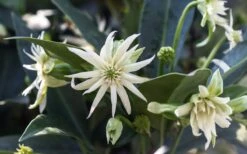 Orion Star Flower Anise (Illicium) - 1 Gallon Pot -Garden Plant Shop illicium star flower orion anise 4