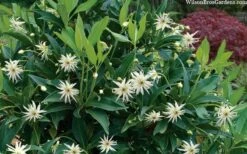 Orion Star Flower Anise (Illicium) - 1 Gallon Pot -Garden Plant Shop illicium star flower orion anise 8