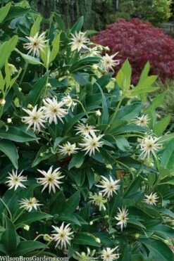 Orion Star Flower Anise (Illicium) - 1 Gallon Pot -Garden Plant Shop illicium star flower orion anise 9
