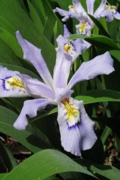 Powder Blue Giant Dwarf Crested Iris (Iris Cristata) - 1 Gallon Pot