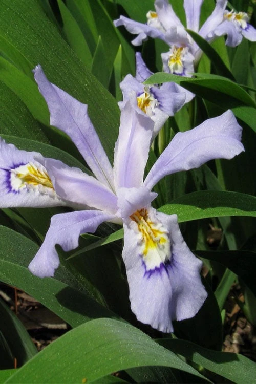 Powder Blue Giant Dwarf Crested Iris (Iris Cristata) - 1 Gallon Pot 1 Powder Blue Giant Dwarf Crested Iris (Iris Cristata) - 1 Gallon Pot