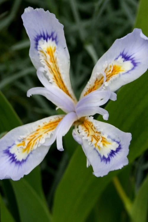 Powder Blue Giant Dwarf Crested Iris (Iris Cristata) - 1 Gallon Pot 4 Powder Blue Giant Dwarf Crested Iris (Iris Cristata) - 1 Gallon Pot - Image 4