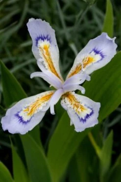 Powder Blue Giant Dwarf Crested Iris (Iris Cristata) - 1 Gallon Pot 12 Powder Blue Giant Dwarf Crested Iris (Iris Cristata) - 1 Gallon Pot -Garden Plant Shop iris cristata powder blur giant dwarf crested 4