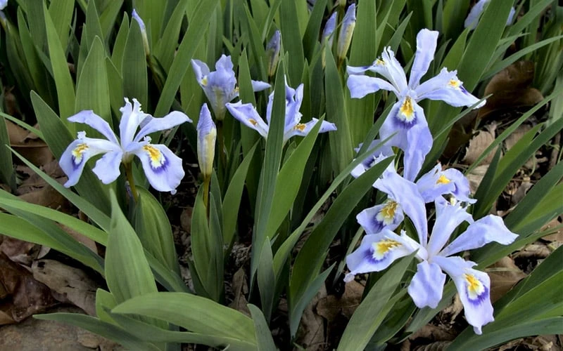 Powder Blue Giant Dwarf Crested Iris (Iris Cristata) - 1 Gallon Pot 7 Powder Blue Giant Dwarf Crested Iris (Iris Cristata) - 1 Gallon Pot - Image 7