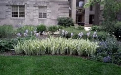 Zebra Variegated Sweet Iris (Iris Pallida 'Albo Variegata') - 1 Gallon Pot -Garden Plant Shop iris pallida albo variegata sweet iris 4
