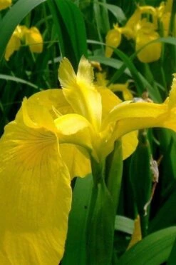 Yellow Flag Iris - 8 Pack Of 1 Gallon Pots -Garden Plant Shop iris pseudacorus yellow flag 11