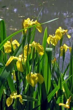 Yellow Flag Iris - 8 Pack Of 1 Gallon Pots -Garden Plant Shop iris pseudacorus yellow flag 13