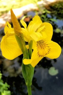 Yellow Flag Iris - 8 Pack Of 1 Gallon Pots -Garden Plant Shop iris pseudacorus yellow flag 15