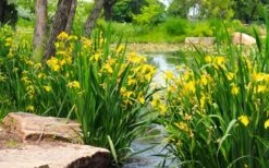 Yellow Flag Iris - 8 Pack Of 1 Gallon Pots -Garden Plant Shop iris pseudacorus yellow flag 16