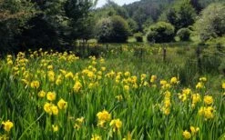 Yellow Flag Iris - 8 Pack Of 1 Gallon Pots -Garden Plant Shop iris pseudacorus yellow flag 17