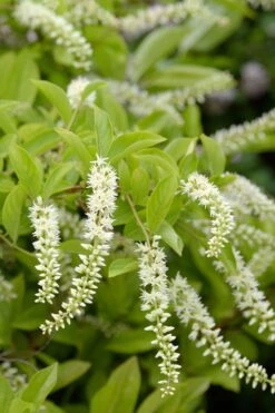 Love Child Sweetspire (Itea) - 3 Gallon Pot -Garden Plant Shop itea virginica love child sweetspire 3