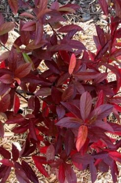 Love Child Sweetspire (Itea) - 3 Gallon Pot -Garden Plant Shop itea virginica love child sweetspire 7