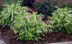 Scentlandia Sweetspire (Itea Virginica) - 3 Gallon Pot -Garden Plant Shop itea virginica scentlandia virginia sweetspire 5