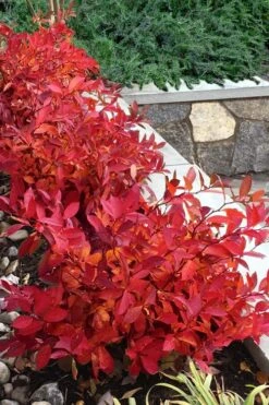 Scentlandia Sweetspire (Itea Virginica) - 3 Gallon Pot -Garden Plant Shop itea virginica scentlandia virginia sweetspire 7