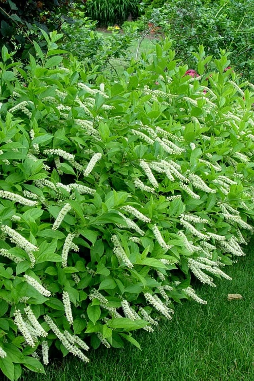 Virginia Sweetspire (Itea Virginica) - 3 Gallon Pot 1 Virginia Sweetspire (Itea Virginica) - 3 Gallon Pot